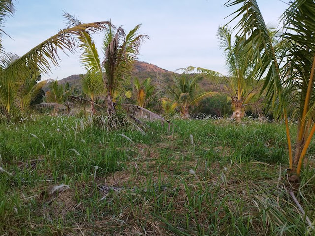 ขายที่ดินพร้อมสวนมะพร้าว 7 ไร่กว่า อำเภอกุยบุรี จังหวัดประจวบคีรีขันธ์ ในตำบลสามกระทาย โทร 081-011-7012
